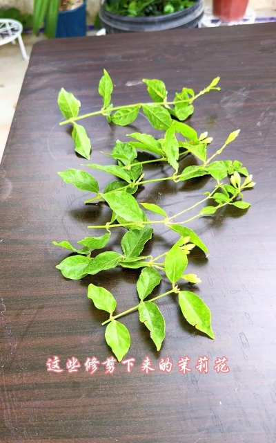 养花扦插,掌握关键步骤,轻松繁殖新苗 养花扦插,掌握关键步骤,轻松繁殖新苗