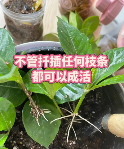 养花扦插,掌握关键技巧,轻松繁殖新苗 养花扦插,掌握关键技巧,轻松繁殖新苗