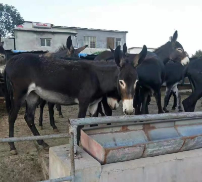 肉驴养殖技术,掌握关键要点,提升养殖效益 肉驴养殖技术,掌握关键要点,提升养殖效益