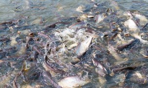 花鲢鱼怎么养殖,掌握关键步骤,实现高效增收 花鲢鱼怎么养殖,掌握关键步骤,实现高效增收