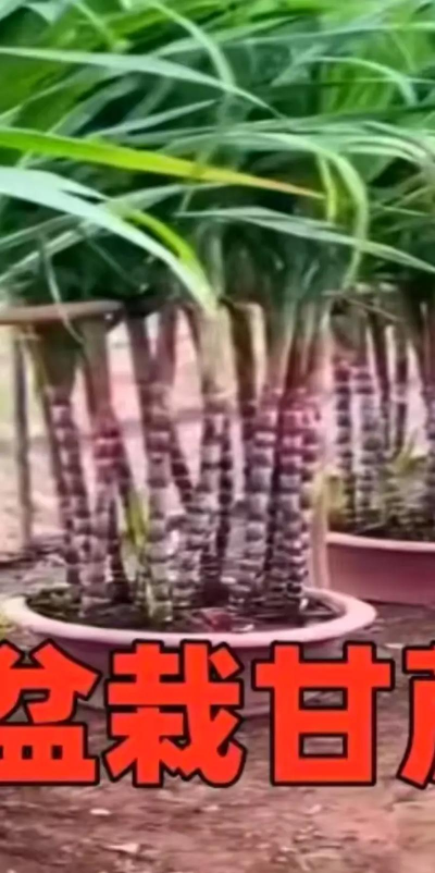 甘蔗渣养花,废物利用,省钱又环保 甘蔗渣养花,废物利用,省钱又环保