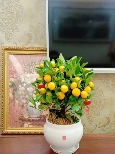 办公室养花风水,提升职场运势,营造和谐氛围 办公室养花风水,提升职场运势,营造和谐氛围