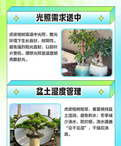 榕树盆景的养殖方法,掌握关键技巧,轻松养出好状态 榕树盆景的养殖方法,掌握关键技巧,轻松养出好状态