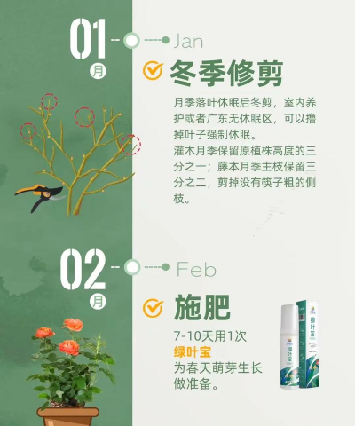 太原花卉,选购技巧,养护要点 太原花卉,选购技巧,养护要点