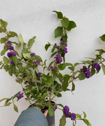 泡大珠养花,提升观赏效果,避免常见误区 泡大珠养花,提升观赏效果,避免常见误区