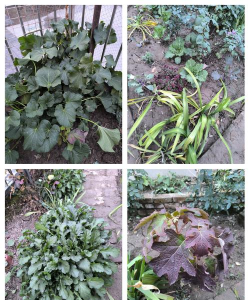 耐寒的花卉,适合北方种植,冬季也能开花 耐寒的花卉,适合北方种植,冬季也能开花