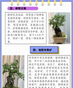 榔榆盆景的养殖方法,掌握关键技巧,轻松养护造型 榔榆盆景的养殖方法,掌握关键技巧,轻松养护造型