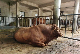 富农肉牛养殖场,科学管理方法,提升养殖效益 富农肉牛养殖场,科学管理方法,提升养殖效益