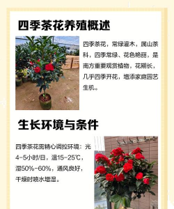 花卉茶花,养护技巧,新手也能轻松上手 花卉茶花,养护技巧,新手也能轻松上手