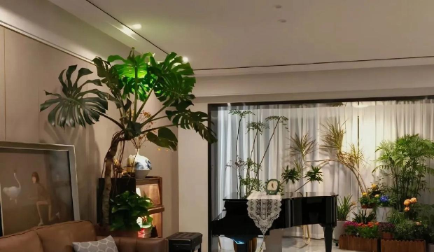 养花与风水,提升家居氛围,带来好运与健康 养花与风水,提升家居氛围,带来好运与健康