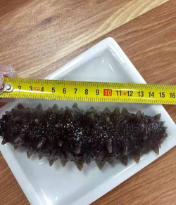 野生海参与养殖海参的区别,营养口感对比,如何挑选辨别 野生海参与养殖海参的区别,营养口感对比,如何挑选辨别