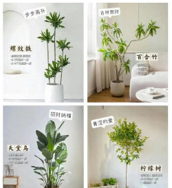 花卉风水,居家摆放讲究,提升生活运势 花卉风水,居家摆放讲究,提升生活运势