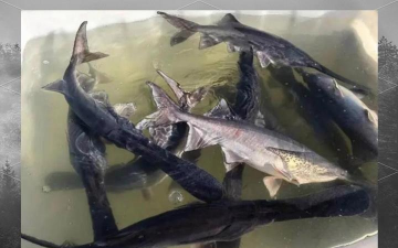 鸭嘴鱼养殖技术和条件,掌握关键要点,实现高效养殖 鸭嘴鱼养殖技术和条件,掌握关键要点,实现高效养殖