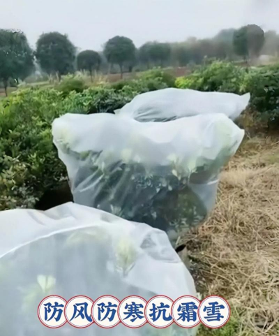 养花保温罩,冬季护花必备,轻松应对低温 养花保温罩,冬季护花必备,轻松应对低温
