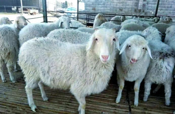 圈养小尾寒羊养殖技术,掌握核心要点,实现高效育肥 圈养小尾寒羊养殖技术,掌握核心要点,实现高效育肥