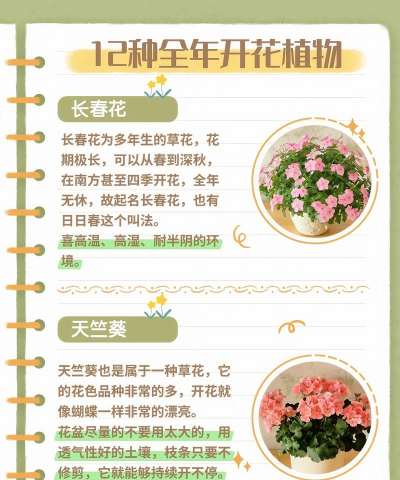 养花大全300种,新手入门指南,轻松打造花园 养花大全300种,新手入门指南,轻松打造花园