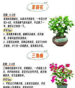 什么花好养花期长,新手也能养,开花不断 什么花好养花期长,新手也能养,开花不断