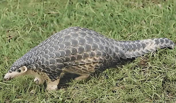 穿山甲有人工养殖的吗,养殖现状如何,未来前景怎样 穿山甲有人工养殖的吗,养殖现状如何,未来前景怎样