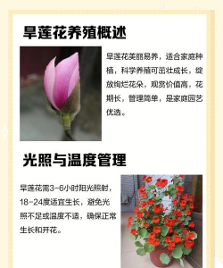 耐旱花卉,轻松养护,打造节水花园 耐旱花卉,轻松养护,打造节水花园