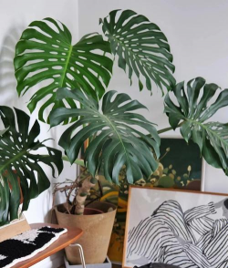 室内绿植花卉,点亮家居空间,提升生活幸福感 室内绿植花卉,点亮家居空间,提升生活幸福感