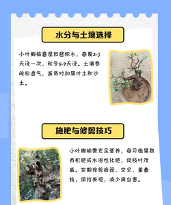小叶榔榆的养殖方法,轻松上手,避开常见误区 小叶榔榆的养殖方法,轻松上手,避开常见误区