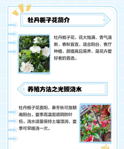 牡丹栀子花的养殖方法和注意事项,掌握关键技巧,轻松养出好状态 牡丹栀子花的养殖方法和注意事项,掌握关键技巧,轻松养出好状态
