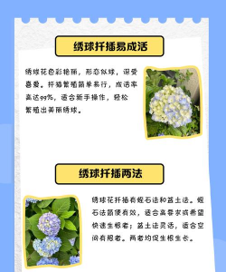 洋绣球花的养殖方法和注意事项,轻松掌握技巧,花开更持久 洋绣球花的养殖方法和注意事项,轻松掌握技巧,花开更持久