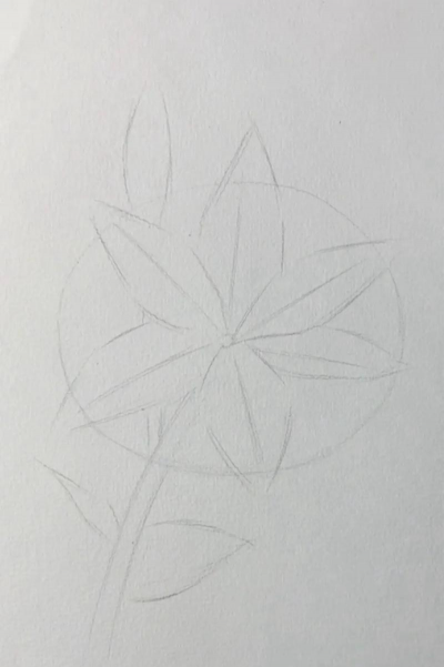 素描花卉,掌握基础技巧,画出自然美感 素描花卉,掌握基础技巧,画出自然美感