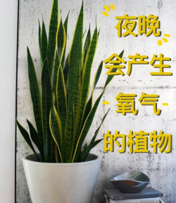 卧室养花,改善睡眠质量,提升生活幸福感 卧室养花,改善睡眠质量,提升生活幸福感