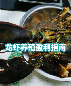 龙虾怎么养殖,掌握关键技巧,实现高效产出 龙虾怎么养殖,掌握关键技巧,实现高效产出