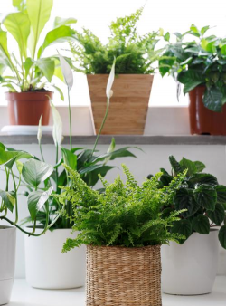 传统花卉,种植养护,美化家居环境 传统花卉,种植养护,美化家居环境