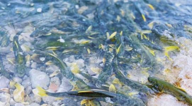 青海养殖,环境特殊,技术要点要记牢 青海养殖,环境特殊,技术要点要记牢