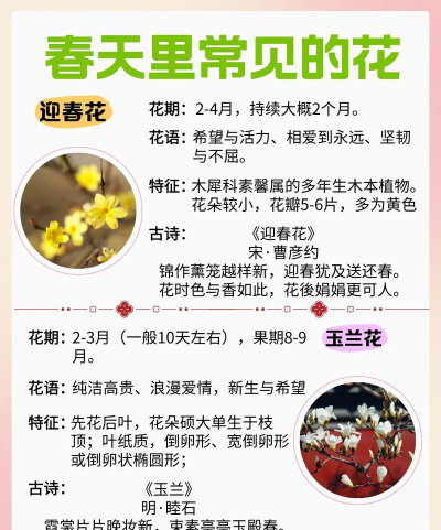 花卉有哪些名字,常见种类介绍,新手入门指南 花卉有哪些名字,常见种类介绍,新手入门指南