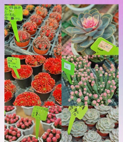 广州花卉市场,品种丰富多样,价格实惠亲民 广州花卉市场,品种丰富多样,价格实惠亲民