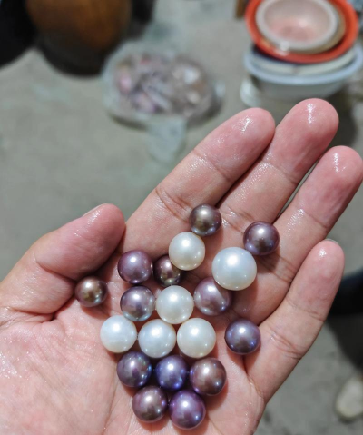 珍珠的养殖,掌握核心方法,轻松收获美丽 珍珠的养殖,掌握核心方法,轻松收获美丽