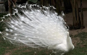 孔雀的养殖,掌握关键技巧,轻松实现增收 孔雀的养殖,掌握关键技巧,轻松实现增收