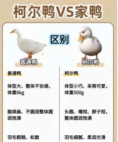 鸭子的养殖,新手入门,常见问题解答 鸭子的养殖,新手入门,常见问题解答