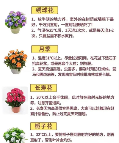 花卉栽植,选对方法,轻松上手 花卉栽植,选对方法,轻松上手