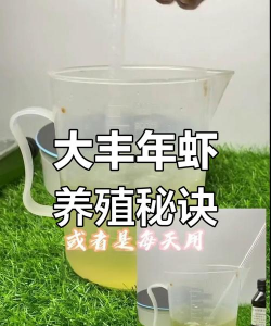 如何养殖虾,掌握关键步骤,实现稳定收益 如何养殖虾,掌握关键步骤,实现稳定收益