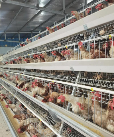 自动养殖设备,提升养殖效率,降低人工成本 自动养殖设备,提升养殖效率,降低人工成本