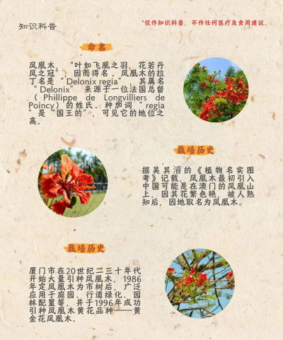 凤凰花卉,养护要点,新手也能轻松上手 凤凰花卉,养护要点,新手也能轻松上手