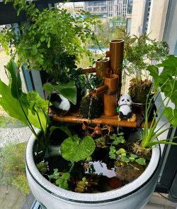 上面养花下面养鱼,打造生态小景,节省空间又美观 上面养花下面养鱼,打造生态小景,节省空间又美观