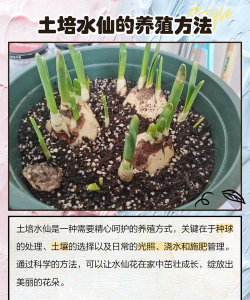 养花的土怎么消毒,常见方法对比,选择建议 养花的土怎么消毒,常见方法对比,选择建议