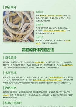 鳝鱼的养殖,掌握关键技巧,实现高效产出 鳝鱼的养殖,掌握关键技巧,实现高效产出