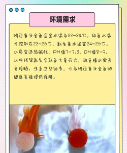 鱼的养殖技术,掌握关键步骤,提升养殖效益 鱼的养殖技术,掌握关键步骤,提升养殖效益