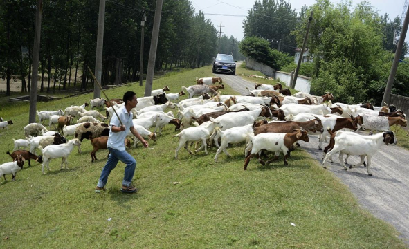 羊的养殖场,选址很关键,管理要跟上 羊的养殖场,选址很关键,管理要跟上