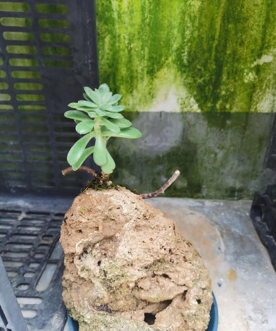 养花石头,选对种类,提升植物生长 养花石头,选对种类,提升植物生长