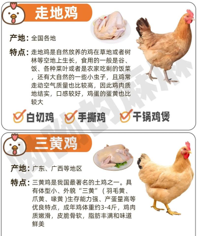 本地鸡养殖,选对品种,掌握技巧 本地鸡养殖,选对品种,掌握技巧