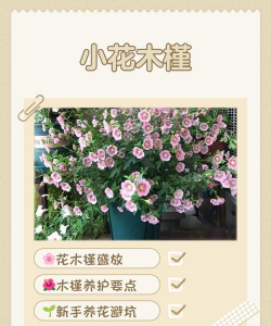 梦见在养花,解析内心情感,探寻生活暗示 梦见在养花,解析内心情感,探寻生活暗示