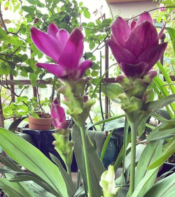 厦门花卉,选购技巧,养护要点 厦门花卉,选购技巧,养护要点